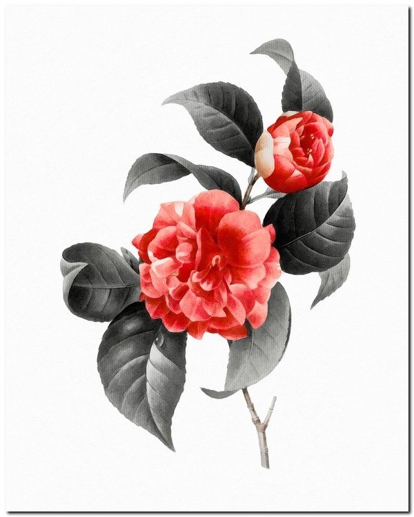 Digital poster of Japanese camellia flowers for download, instant download